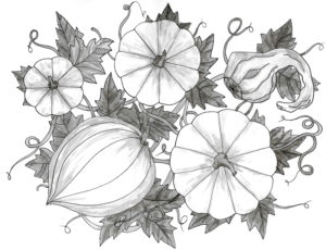 Ink Pen Botanical Drawings - Pumpkins