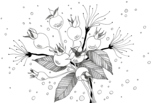 Ink Pen Botanical Drawings - Rosebud