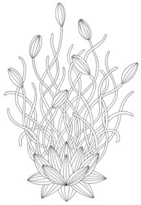 Ink Pen Botanical Drawings - Unravel